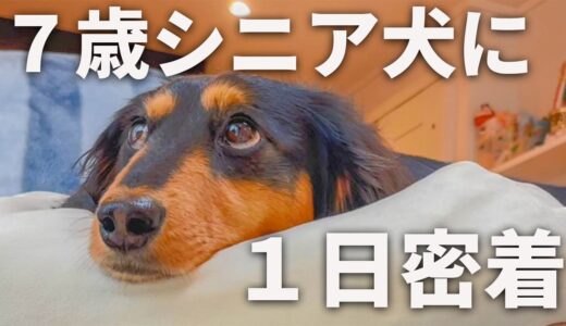 ママ大好きなシニア犬の1日に密着【ダックスフンド】