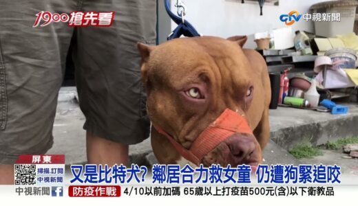 又是比特犬?! 2歲女童被狠咬滿臉血.40多處傷│中視新聞 20220404