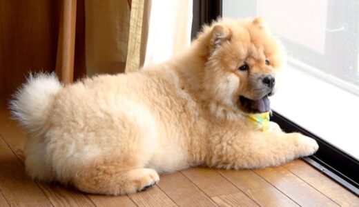 初めて雨の音を聞いたチャウチャウ犬の反応