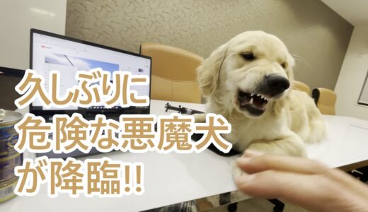 久しぶりに悪魔犬が降臨した。ゴールデンレトリバーティト。