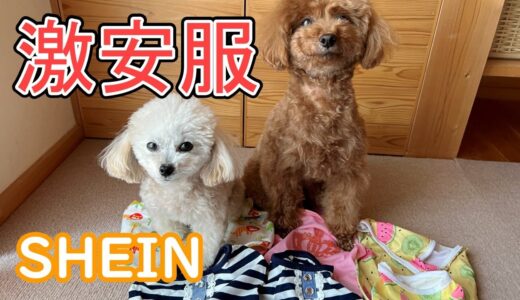 【SHEIN】犬の激安服はサイズ選びが難しい