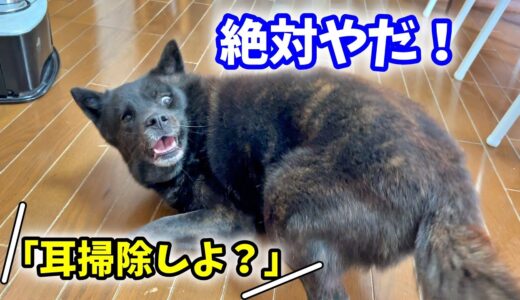 甲斐犬一休、耳掃除が嫌で駄駄をこねる