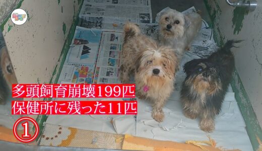 【多頭飼育崩壊】保健所に残った小型犬１１匹①：６８５