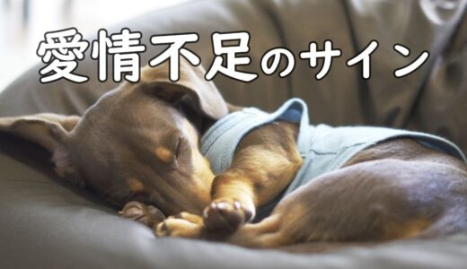 愛情不足を感じている犬