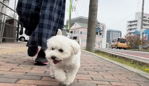 【人生初】犬の散歩をバァバにさてみたら大パニックになった。【トイプードルみみ実家で暮らす】