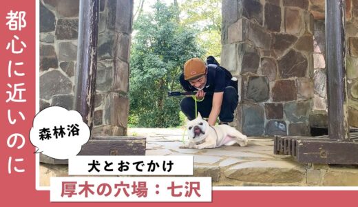 【犬とおでかけ関東】地元民が愛する厚木の穴場おでかけドライブ【七沢森林公園】