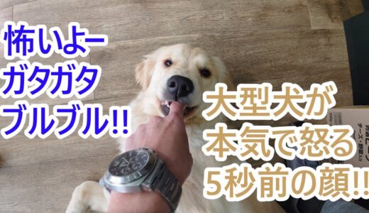 マジでキレる5秒前の大型犬。ゴールデンレトリバーティト。