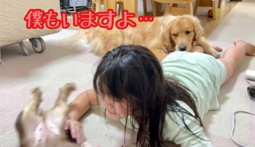 大好きな姉が振り向いてくれない！小型犬ばかり可愛がる姉に、泣きそうな顔で必死のアピールをする大型犬クッキー【ゴールデンレトリバーとミニチュアダックスフンド】