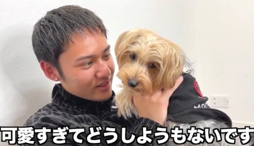 【コムドット】犬と戯れるひゅうが