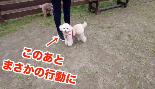 ビビリな犬が初めて大型ドッグランに行ったら犬見知りが発動。でもこの後まさかの行動に…涙【トイプードル】