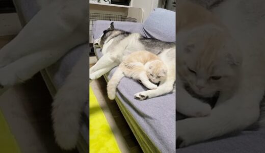 ハスキー犬の懐に入って寝たい子猫がこちら#shorts