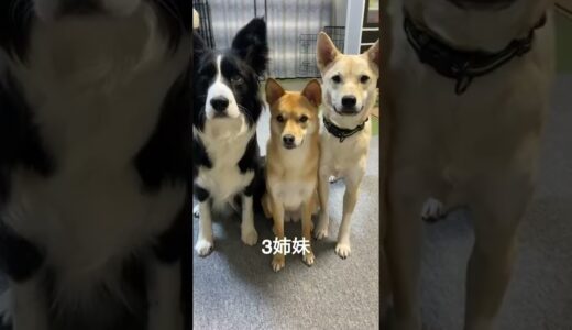 犬のふせってこんなに速いもの？#shorts