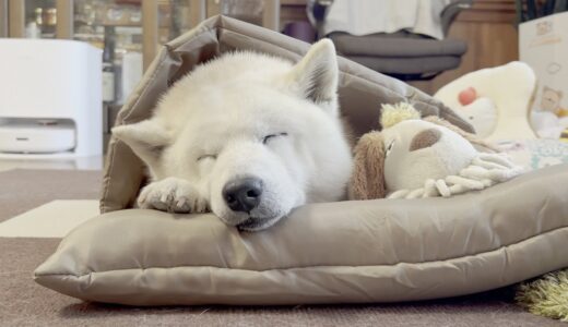 犬用寝袋でスヤスヤと寝る柴犬が可愛すぎた