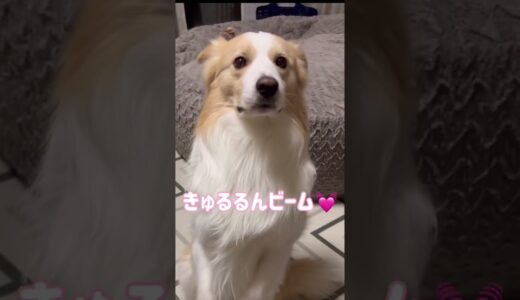 少しでもくっついていたい犬さん【ボーダーコリー】#shorts