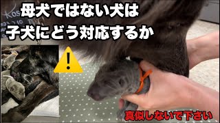 産まれたての赤ちゃんを見た雌犬が取った行動【群れ飼育】