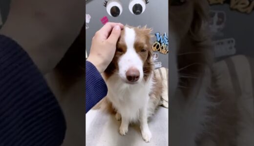 悲しい顔をしている犬に「散歩行く？」と聞いてみると…【ボーダーコリー】 #shorts