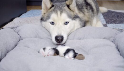 初めて赤ちゃん猫に会って、すぐに世話しようとするハスキー犬