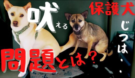 「じつは・・」保護犬アッチャンの吠え方が異常かもしれません・・・