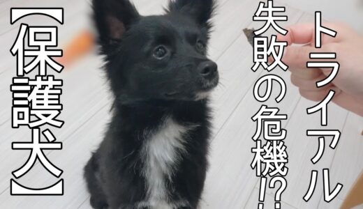 保護犬、旭くんのとても不安なトライアル2日目の夜・・「vol 197」