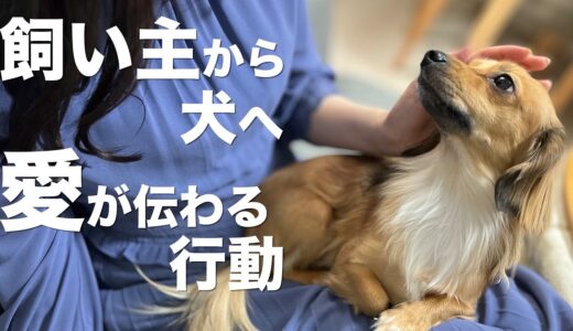 飼い主から犬に愛が伝わる行動