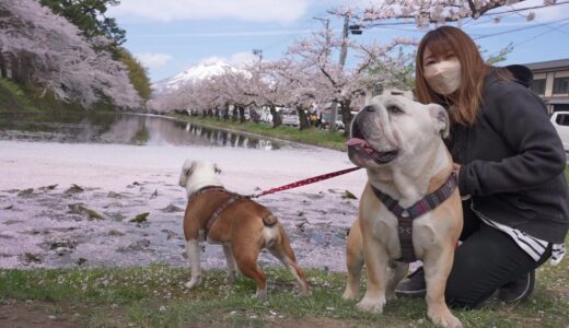 この後、犬が池に落ちてしまいました…