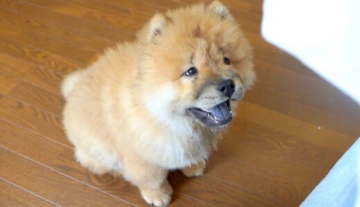 おすわり練習をするチャウチャウ犬がかわいい