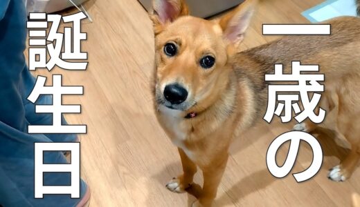 保護犬ひばち、一歳の誕生日