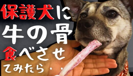 虐待に怯え震える保護犬アッチャン。飼い主の前で食事をしない犬に牛の骨を与えてみたら・・