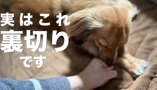 犬からすると裏切りに値する行動