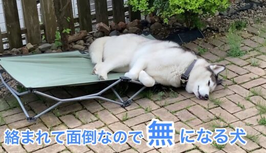 ハスキーにケンカを売り まさかの制裁を喰らった犬