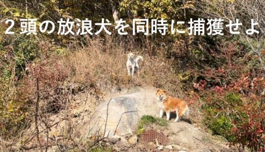 箱型捕獲器に入らない放浪犬２頭【大型トラップを作りリスタ号に身を潜めて１０時間、あきらめかけたその時ついに✨】一緒に帰ろう！！ビビリな保護犬、モコちゃんチコちゃんが保護されるまで。