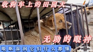 收狗摩托车上的两条田园犬，无助的眼神，眼框湿润，它们什么都懂 Dog rescue in China 20220404