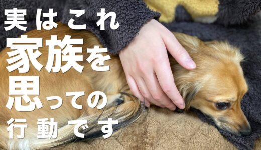 犬が見せる実は家族を思ってしている行動