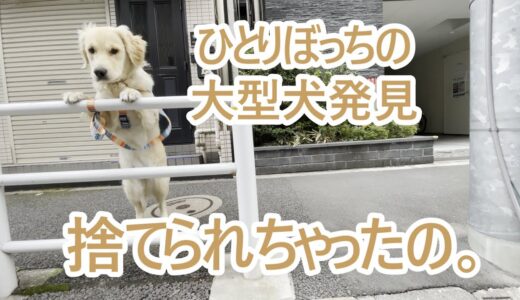 ひとりぼっちの大型犬発見！ゴールデンレトリバーティト。