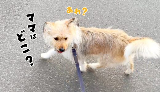 えっ！？ママがお散歩の途中でいなくなったら、犬はどんな反応する？