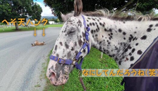 牧場の動物はみんな自由　トップス(馬）とハンク(犬）の距離は縮まったのか？