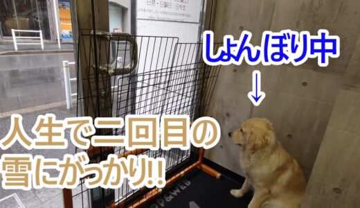 人生で二回目の雪にショックを受ける大型犬！ゴールデンレトリバーティト。