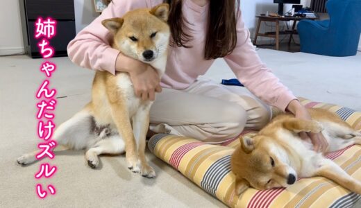 姉犬をなでると絶対に嫉妬する超ママっ子柴犬が可愛い