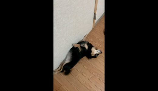 これから抹消される犬