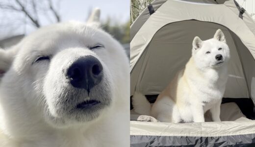 サウナのように日向ぼっこ堪能する柴犬【犬用テント】