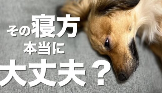 犬がこの寝方してたらその子危険です。