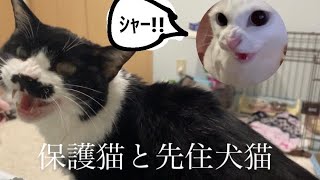 【保護猫】まよﾁｬﾝの検査結果と先住犬猫との相性…