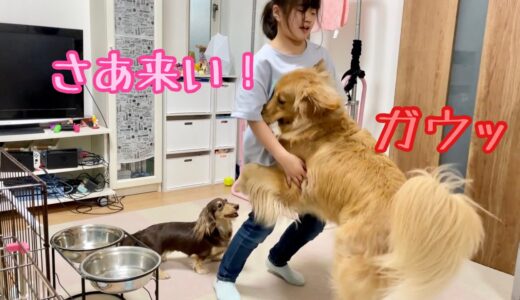 大型犬に何度襲われてもサラリと制圧する姉のテクニックが上手すぎる！【ゴールデンレトリバーとミニチュアダックスフンド】