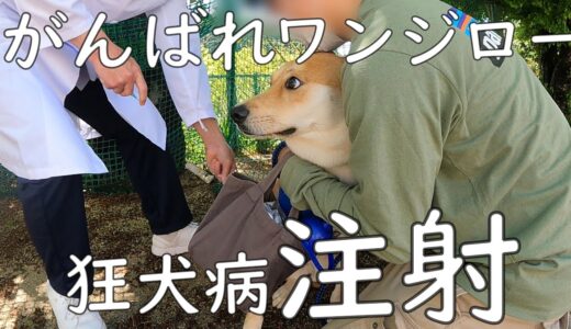 怖がりな保護犬ワンジロー、注射に行く