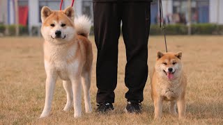 开什么玩笑，竟然还有人分不清秋田和柴犬？Are u kidding? Can’t tell the difference between Akita and Shiba?