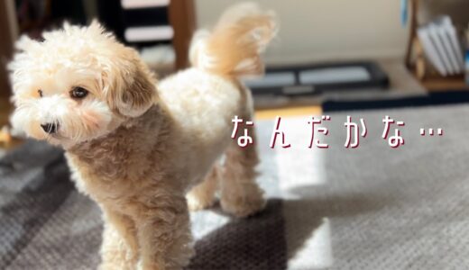 まさか…ズボラ主婦が犬を飼って初めての失態！vlog｜マルプー｜トイレ