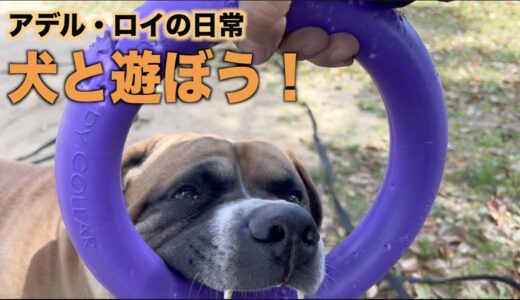 フリスビーとプラーで犬と遊ぼう！