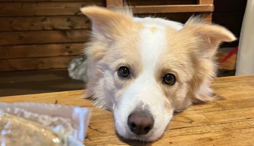 【おしゃべり犬】ご飯が待ち遠しい犬...放送事故発生😂【CoCo Gourmet】