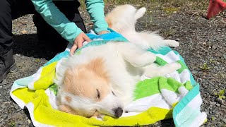 登山で遊び疲れて寝落ち寸前な犬が、かわいすぎる...【ボーダーコリー】