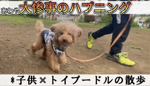 【ハプニング】あわや大惨事！子供×極小保護犬プードルのお散歩